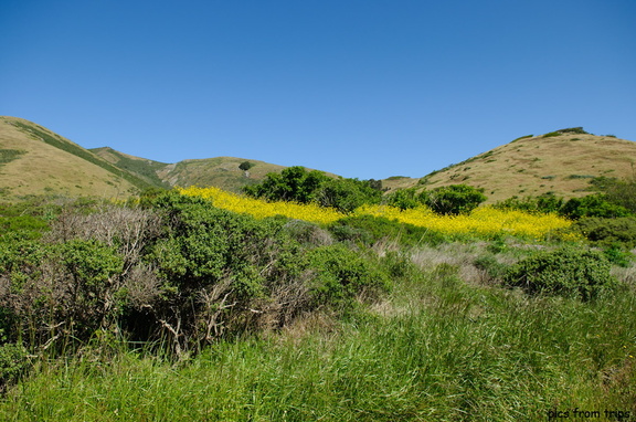 wildflowers in the hills